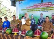 Bupati & Wabup Sinjai Panen Perdana ki Semangka Tanpa Biji 