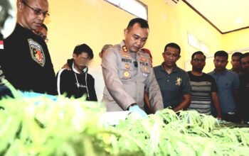 Satnarkoba Polres Bulukumba Ungkap ki Penjualan Ganja Online, Puluhan Tanaman Ganja Diamankan