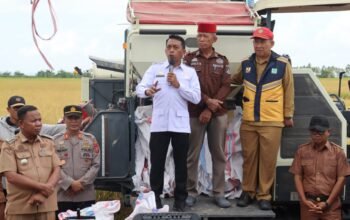 Bupati Sidrap Panen Raya dan Evaluasi ki Pertanaman di Panca Lautang