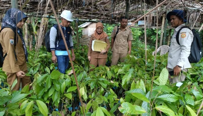 Pastikan Bantuan Tepat Sasaran, Inspektorat Sulbar Monitor ki Penyaluran Bibit Kakao dan Pupuk di Polewali Mandar