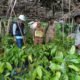 Pastikan ki Mutu Benih Kakao, Dinas Perkebunan Sulbar Lakukan Monitoring Penyaluran ke Kelompok Tani di Polman