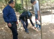 Polisi Nagerebek ki Judi Sabung Ayam di Desa Sapobonto, Pelakunya Kabur