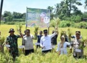 Pemkab Sinjai Gelar ki Panen Raya Bersama Kelompok Tani Benteng