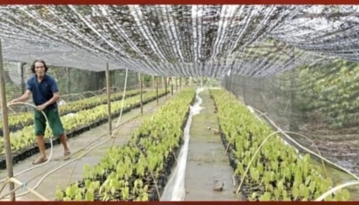 Dorong Swasembada Bibit Kakao, Dinas Perkebunan Sulbar Produksi ki 10.000 Bibit Kakao Unggul ICRI 08H untuk Petani