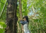 Mantap ki Tauwwa Disabilitas Desa Maju Jaya Bontomangiring  Penyuplai Utama Gula Aren, Ini Kata Ketua KMB