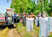 Sinergi Babinsa dan Petani di Ujungpero, Panen Padi Jadi Momentum Penguatan Ketahanan Pangan