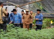 Gubernur Sulbar Tinjau ki Pembibitan Komoditas Pangan Dinas Ketapang, Siap Dibagikan ke Masyarakat