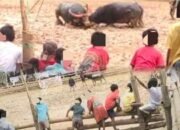 Warga Sorot mi Dampak Negatif Arena Tedong Silaga: Banyak Pelajar Abaikan Sekolah