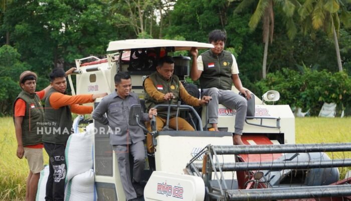 Operasikan ki Combine Harvester, Bupati Syaharuddin Panen IP 300 di Desa Mario