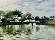 Tauwwa Budidaya Ikan Nila Hadir ki di Kolam Pantai Merpati