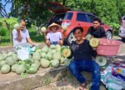SDK–JSM Dorong Ketahanan Pangan, UPTD BBTPH DINAS TPHP Langsung ki Tancap Gas Panen Melon