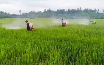 Petani Tommo Tersenyum, 7 Hektare Padi Terkendali dari Serangan Bercak Daun Cokelat