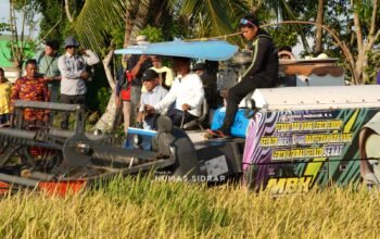 Panen Raya MT I Rijang Pittu Jadikan ki Awal Percepatan IP300