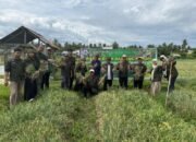 Panen Raya Bawang Merah Jadi Saksi: Kebijakan Pro-Petani Gubernur Suhardi Duka Berhasil di Sulbar