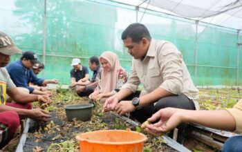 Pemkab Bantaeng Perkuat Ki Ketahanan Pangan Lewat Distribusi Benih Unggul