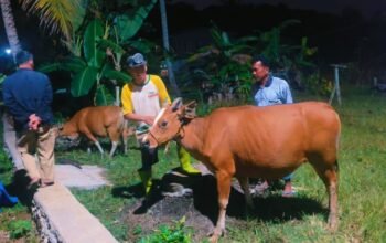Waddiuh! Geger ki, 5 Ekor Sapi Hilang di Sinjai, Ternyata Lari ke Hutan Gegara Suara Musik Hajatan