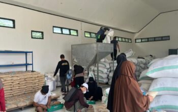 Benih Padi Bermutu Produksi UPTD BBTPH Siap mi Disalurkan untuk Dukung Ketahanan Pangan