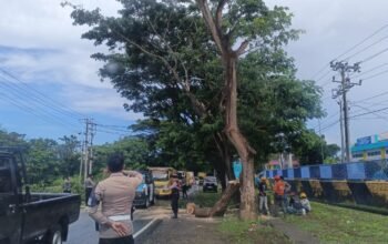 Polisi dan BPBD Bulukumba Evakuasi ki Pohon Tumbang, Akhirnya Arus Lalu Lintas Kembali Lancar