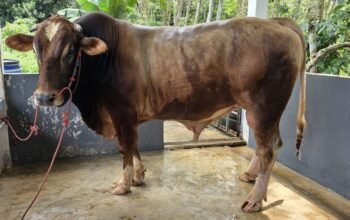 Alhamdulillah Tahun ini Bulukumba Berkurban ki 1.936 Ekor, Satu Ekor Sapi Bantuan Presiden RI