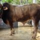 Alhamdulillah Tahun ini Bulukumba Berkurban ki 1.936 Ekor, Satu Ekor Sapi Bantuan Presiden RI