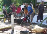 17 Sapi dan 33 Kambing Disembelih, Polda Sulbar Bagikan Daging Qurban untuk Personel dan Masyarakat