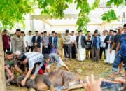 Bupati Wajo Andi Rosman Pimpin Kurban 32 Sapi, Ribuan Warga Kebagian Daging