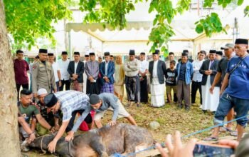 Bupati Wajo Andi Rosman Pimpin Kurban 32 Sapi, Ribuan Warga Kebagian Daging
