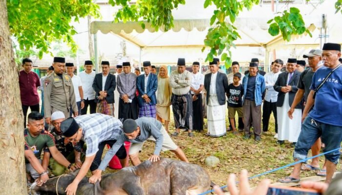 Bupati Wajo Andi Rosman Pimpin Kurban 32 Sapi, Ribuan Warga Kebagian Daging
