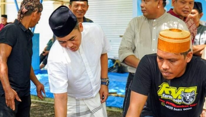 Presiden Prabowo Kirim Sapi Kurban 868 Kg ke Wajo, Bupati Andi Rosman Sampaikan Terima Kasih