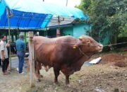 Sapi Kurban Presiden Prabowo Seberat 1,05 Ton Disembelih di Sinjai Selatan, Bupati: Bukti Kualitas Ternak Sinjai Diakui