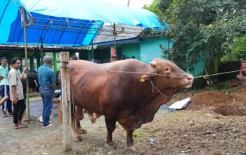 Sapi Kurban Presiden Prabowo Seberat 1,05 Ton Disembelih di Sinjai Selatan, Bupati: Bukti Kualitas Ternak Sinjai Diakui