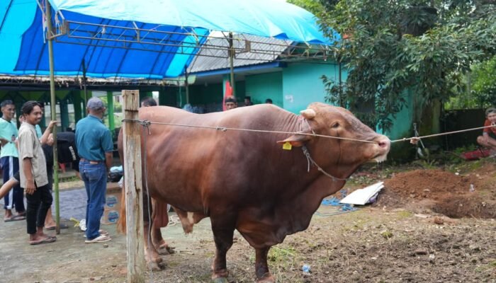 Sapi Kurban Presiden Prabowo Seberat 1,05 Ton Disembelih di Sinjai Selatan, Bupati: Bukti Kualitas Ternak Sinjai Diakui