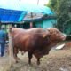 Sapi Kurban Presiden Prabowo Seberat 1,05 Ton Disembelih di Sinjai Selatan, Bupati: Bukti Kualitas Ternak Sinjai Diakui