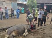 Istri Bupati Selayar Berkurban ki di Kawasan Makam Syekh Abdullah Salimun Dg Maduppa