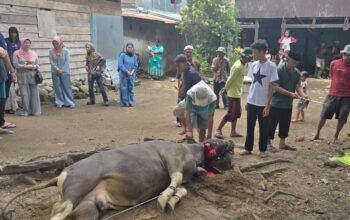 Istri Bupati Selayar Berkurban ki di Kawasan Makam Syekh Abdullah Salimun Dg Maduppa