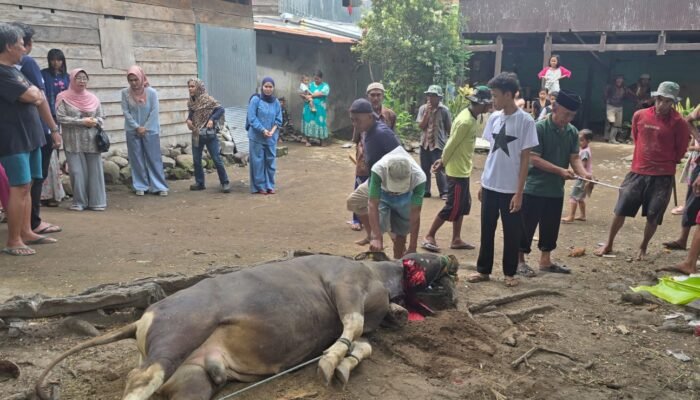 Istri Bupati Selayar Berkurban ki di Kawasan Makam Syekh Abdullah Salimun Dg Maduppa