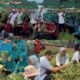Poreii Camat Tamalate Didampingi Ketua TP PKK Panen Perdana KWT Pa’rampunganta Mangasa