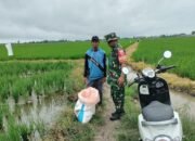 Babinsa Wala Dampingi Petani Turun Sawah, Dukung ki Percepatan Luas Tambah Tanam di Sidrap