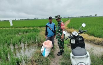 Babinsa Wala Dampingi Petani Turun Sawah, Dukung ki Percepatan Luas Tambah Tanam di Sidrap