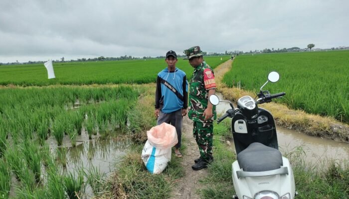 Babinsa Wala Dampingi Petani Turun Sawah, Dukung ki Percepatan Luas Tambah Tanam di Sidrap