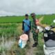 Babinsa Wala Dampingi Petani Turun Sawah, Dukung ki Percepatan Luas Tambah Tanam di Sidrap