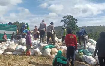 Program Ketahanan Pangan Polda Sulsel Berbuah Hasil, Bulog Serap Panen Jagung Petani