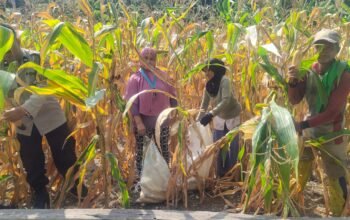 Semangat Ketahanan Pangan, Bhabinkamtibmas Polsek Banggae Panen ki Jagung Bersama Kelompok Tani Bunga Pussu
