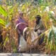 Semangat Ketahanan Pangan, Bhabinkamtibmas Polsek Banggae Panen ki Jagung Bersama Kelompok Tani Bunga Pussu
