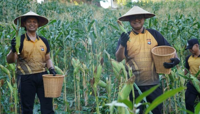 Panen Jagung Polda Sulbar: Wujud Nyata Komitmen Perkuat ki Ketahanan Pangan Daerah