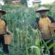 Panen Jagung Polda Sulbar: Wujud Nyata Komitmen Perkuat ki Ketahanan Pangan Daerah