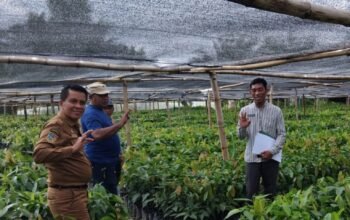 Disbun Sulbar Lakukan ki Monitoring dan Pengawasan Pembibitan Kakao di Pasangkayu untuk Menjamin Mutu Benih