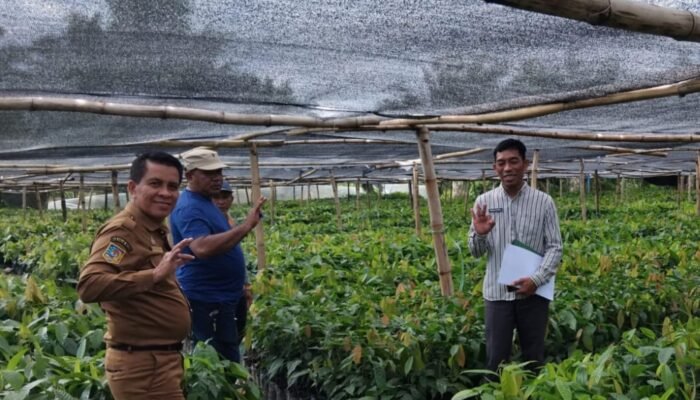 Disbun Sulbar Lakukan ki Monitoring dan Pengawasan Pembibitan Kakao di Pasangkayu untuk Menjamin Mutu Benih