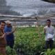 Disbun Sulbar Lakukan ki Monitoring dan Pengawasan Pembibitan Kakao di Pasangkayu untuk Menjamin Mutu Benih