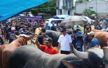 Tauwwa Brutus Juara ki Kontes Sapi Hasil IB, Bupati Andi Utta Sebut Tahun Depan Kita Bikin Skala Lebih Besar